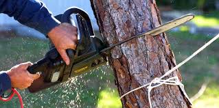 How Our Tree Care Process Works  in  Brownsville, KY