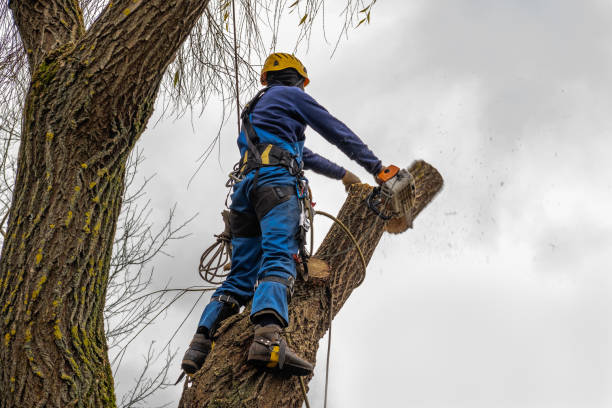 Brownsville, KY Tree Services Company